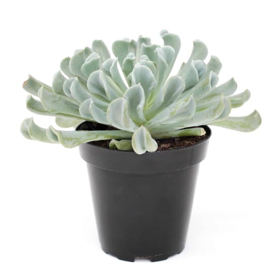 /content/dam/empire/iga/assets/articles/article-page/Echeveria.jpeg