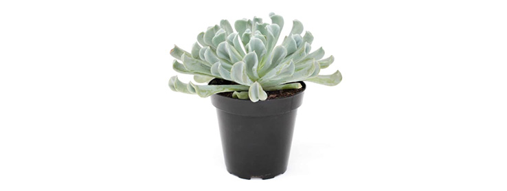 /content/dam/empire/iga/assets/articles/article-page/Echeveria.jpg