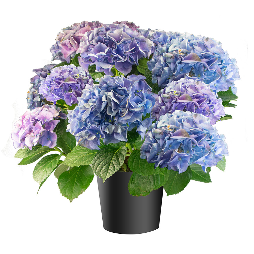 /content/dam/empire/iga/assets/articles/article-page/Hydrangea.jpg