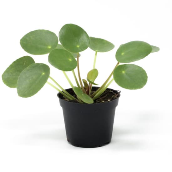 /content/dam/empire/iga/assets/articles/article-page/Peperomia-IGA.jpeg