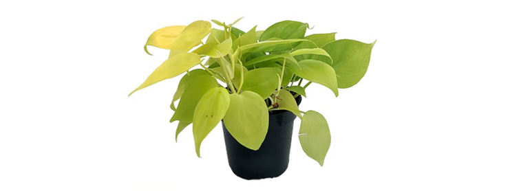 /content/dam/empire/iga/assets/articles/article-page/Philodendron.jpg