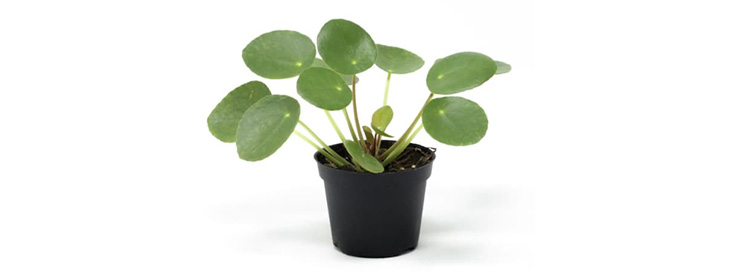 /content/dam/empire/iga/assets/articles/article-page/Pilea-peperomoides.jpg