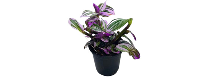 /content/dam/empire/iga/assets/articles/article-page/Tradescantia.jpg