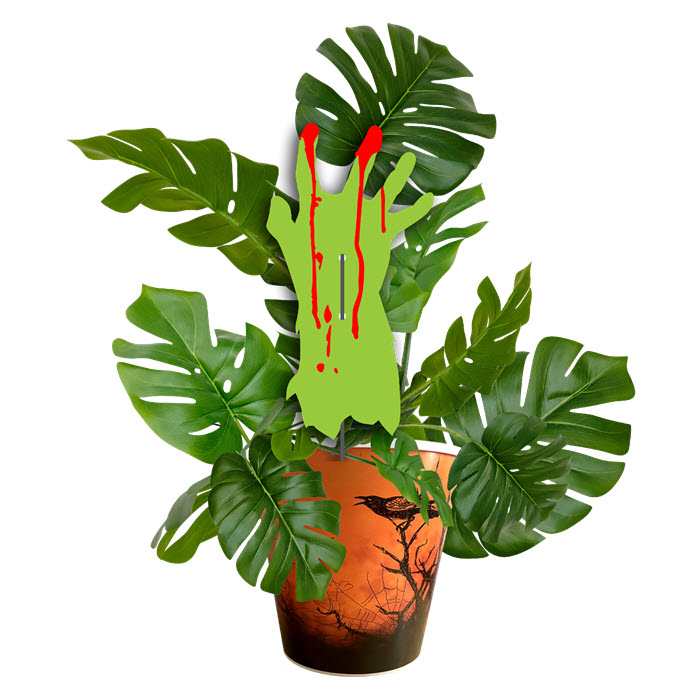 /content/dam/empire/iga/assets/misc/Zombie-Monstera.jpg
