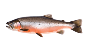 /content/dam/empire/iga/assets/articles/article-page/saumon-sockeye.jpg